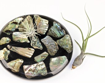 Abalone Shell Trivet Hot Plate Boho Beach Decor 1970s