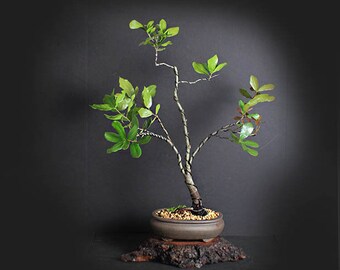 Myrtle Oak Bonsai Tree, Acorn Collection from LiveBonsaiTree