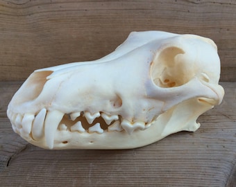 Coyote Skull Real Authentic Montana Coyote Skull Extra Large