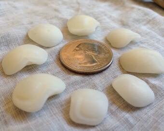 Fish Otoliths Beach glass Sea glass, jewelry supplies.