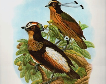 Antique Print, QUEEN CAROLA'S Paradise Bird, Victorian birds chart beautiful wall art vintage color lithograph illustration 1970 woodlands