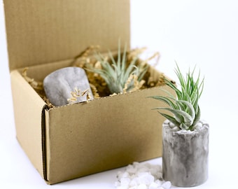 Air Plant & Holder Gift Set // Tillandsia Scaposa with Marble Effect Concrete Pot // Hello Tilly AirPlant