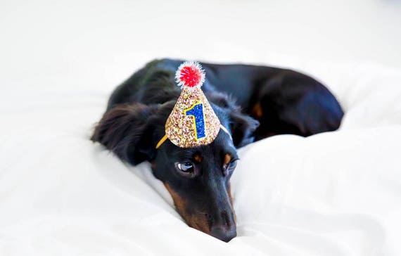 Dog Lover Gift || Dog Clothes || Dog Birthday || Dog Hat || Dog Party