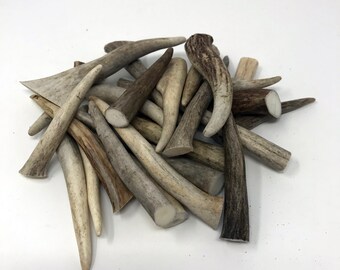 12 Pack - Deer Antler Tips, Tines, Points - Med. Size 2.5" To 4" Long. GRADE A