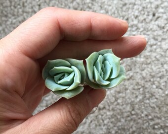 Double headed Echeveria lovely rose