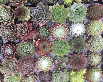 Pack Of 30 Sempervivum Succulent Plants 30 Varieties Hens & Chicks