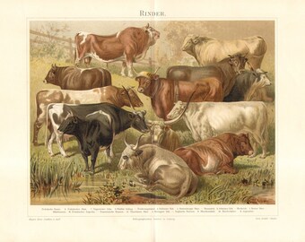 1896 Cattle Breeds, Bulls, Cows, Oxen Original Antique Chromolithograph to Frame
