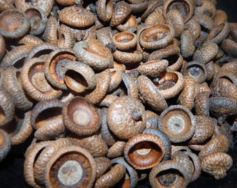 50 Large Jumbo Real Natural Acorn Caps from Pennsylvania, Wreath Rustic Decor, Floral Preform, Florist Crafts, Natural Home Decor