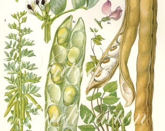 Vintage Botanical Print Antique BEANS 41, plant print botanical print, bookplate art print, vegetables plants plant wall