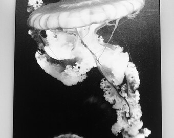 Jelly Fish