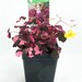 Plum Crazy Shamrock - Oxalis - 2.5" Pot - Fairy Garden Plant or House Plant