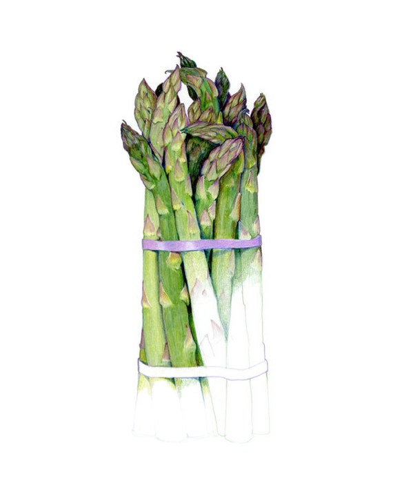 Asparagus Archival print of my colored pencil drawing