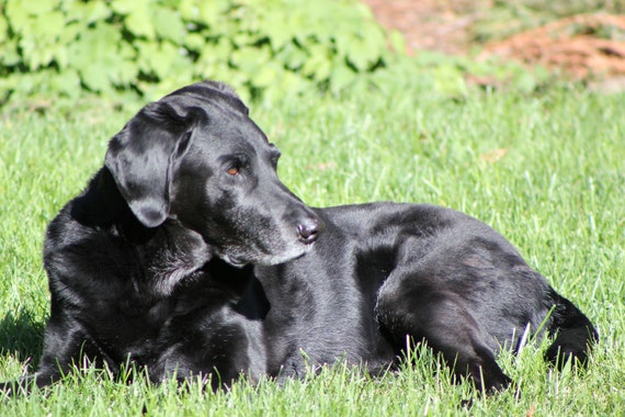 Black labrador--16x12 matted framed photo, dog on grass