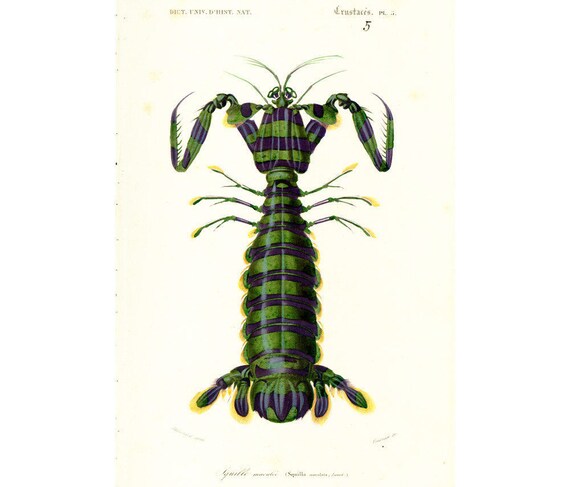 Zoologie. Crustacés. Crabes-nageurs Stock Photo