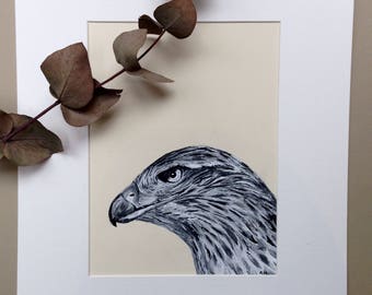 Hawk, Pen and Ink Portrait, Bird Art