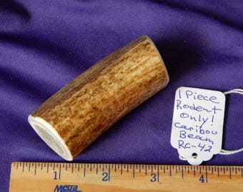 1 Piece RODENT ONLY X-Small Caribou Beam Antler, RC-42