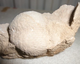 Double Mollusk Fossal