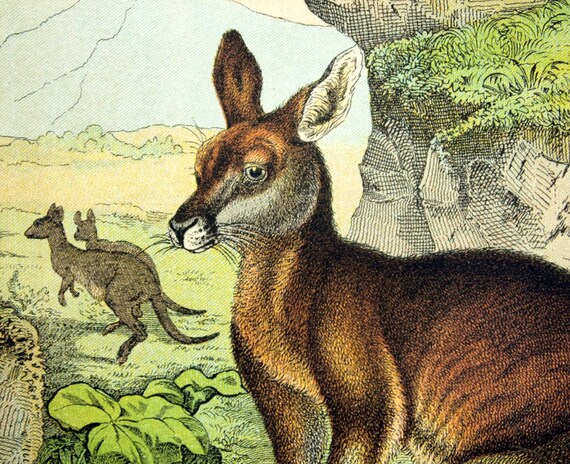 Antique Print of the Kangaroo, Badger, Porcupine, Guinea Pig - 1889 Large Chromolithograph