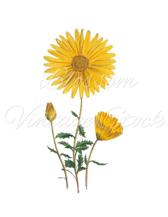 Yellow Daisy Clipart Daisy Digital Image PNG Daisy Vintage