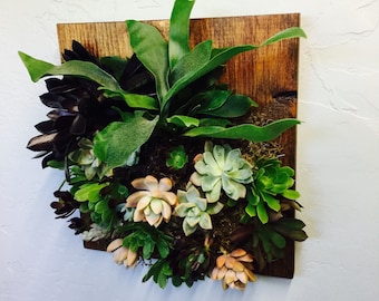 Mounted STAGHORN FERN on finished pine wood encompassed by a colorful variety of SUCCULANTS