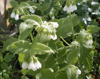 2 Organic Norfolk Comfrey Herbs,Miracle natural plant food,Fertilizer,Symphyturn Offinalis