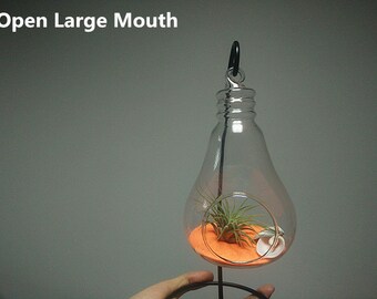 Glühbirne hängen Terrarium / / Tillandsia Pflanzer //hanging