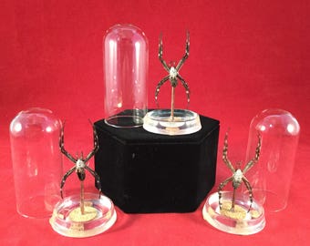 1 LARGE Entomology/taxidermy Garden Spider glass dome display-insect-arachnid