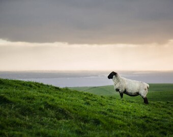 Sheep, Co. Clare, Ireland - fine art photography print