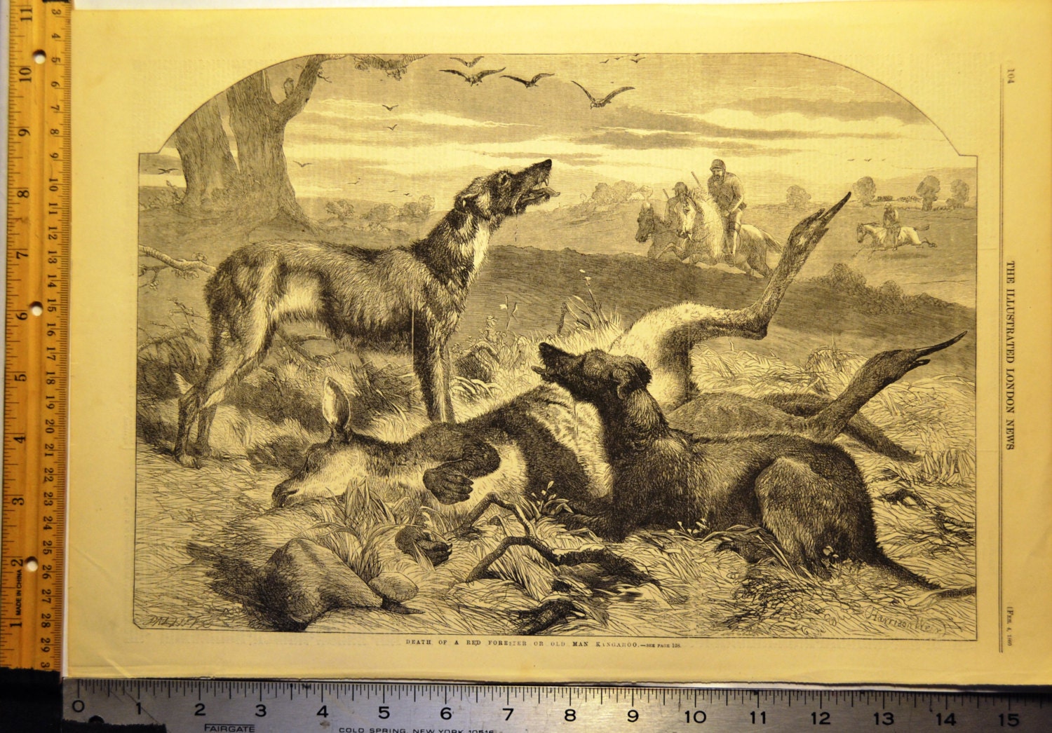 Scena di caccia originale antica stampa 1860 Illustrated London News Harrison Weir litografia acquaforte cani canguro cacciatori Home Decor