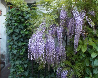 Chinese wisteria seeds from organic garden - 4 seeds