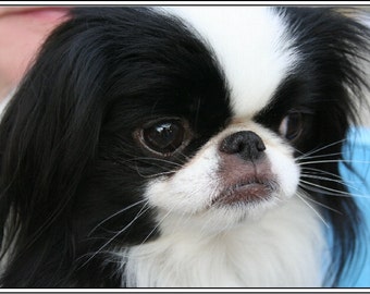 4 Dog Puppy Japanese Chin Greeting Notecards/ Envelopes Set