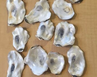 100 Flat Side Oyster Sea Shells Small Shiny Craft Art wedding Clean No Smell 2-3.4" inch