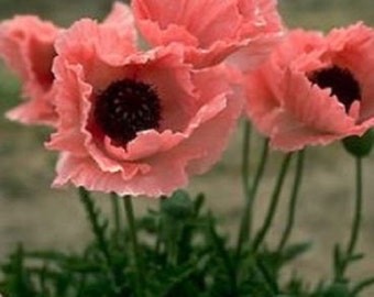 40+ Coral Reef Poppy / Papaver Orientale / Perennial Flower Seeds