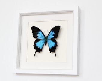 Real Framed Butterfly Blue Mountain Swallowtail in White Shadowbox