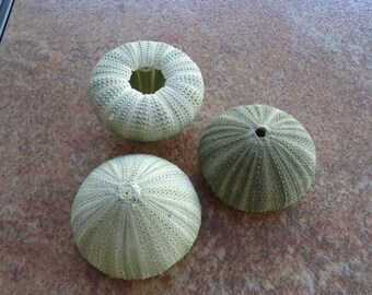 Green Sea Urchin Shell Perfect for Mounting Tillandsia