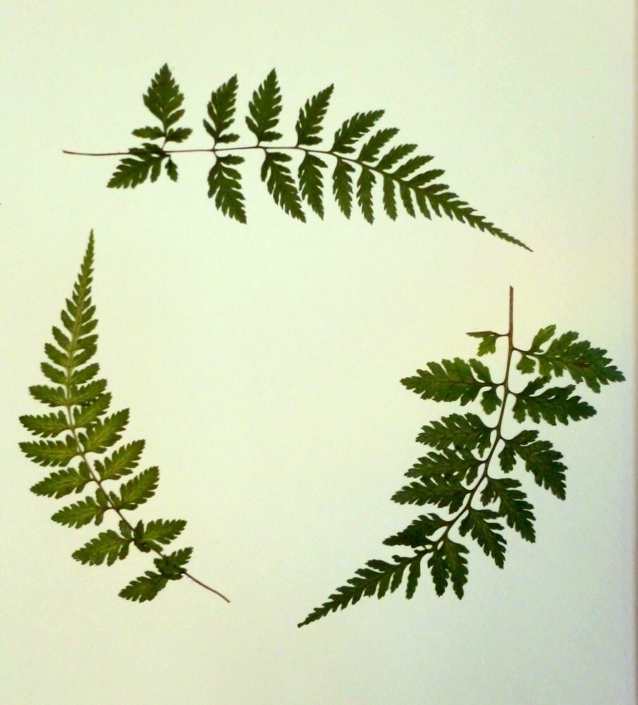 Real Pressed Fern Botanical Herbarium Specimen Art of Lady