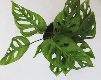Philodendron Swiss Cheese Hanging Plant 6"