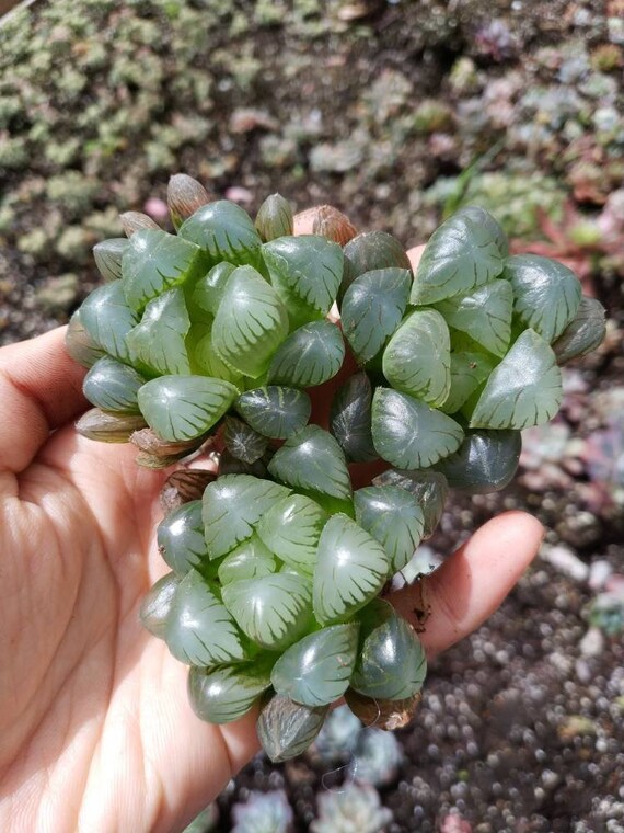 One Haworthia Ice Jade Rare Succulent Plant 2