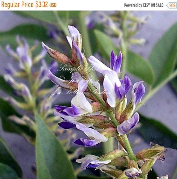 Liquorice 10 Seeds Licorice Flower! Spikes of purpleblue Blossoms Perfect for perennial borders