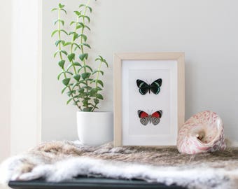 Real framed butterfly: Diaethria clymena // back & front // shadowbox