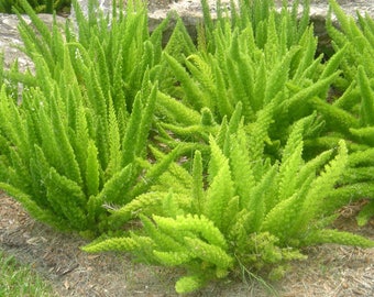 Foxtail Fern aka Asparagus dens.'Meyeri' Fit 5 Gallon Pot - MOR