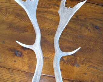 Pair Fallow Deer Antlers