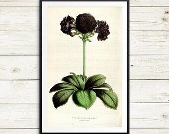 Gardening gifts, Primula auricula print, Mountain Cowslip print, Bear’s Ear flower, floral art prints, floral botanical art set, vintage art