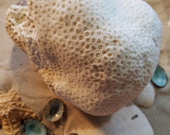 Real Authentic Vintage Brain Coral Ocean Coastal Antique Rock Fossil Accent Beach Cottage Living Decor Mantle Coffee Table Shelf Display 3C