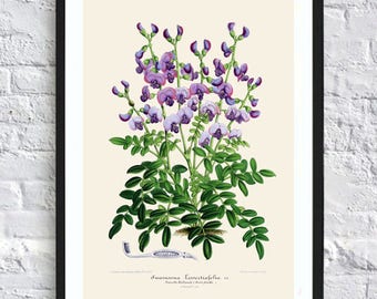 Blue flower print botanical print illustrations blue flowers print vintage antique print wall art print herb art home kitchen decor poster