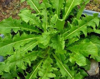 French Dandelion Seeds - Detoxifying - Organic Herb - Salad Greens - 30 Seeds