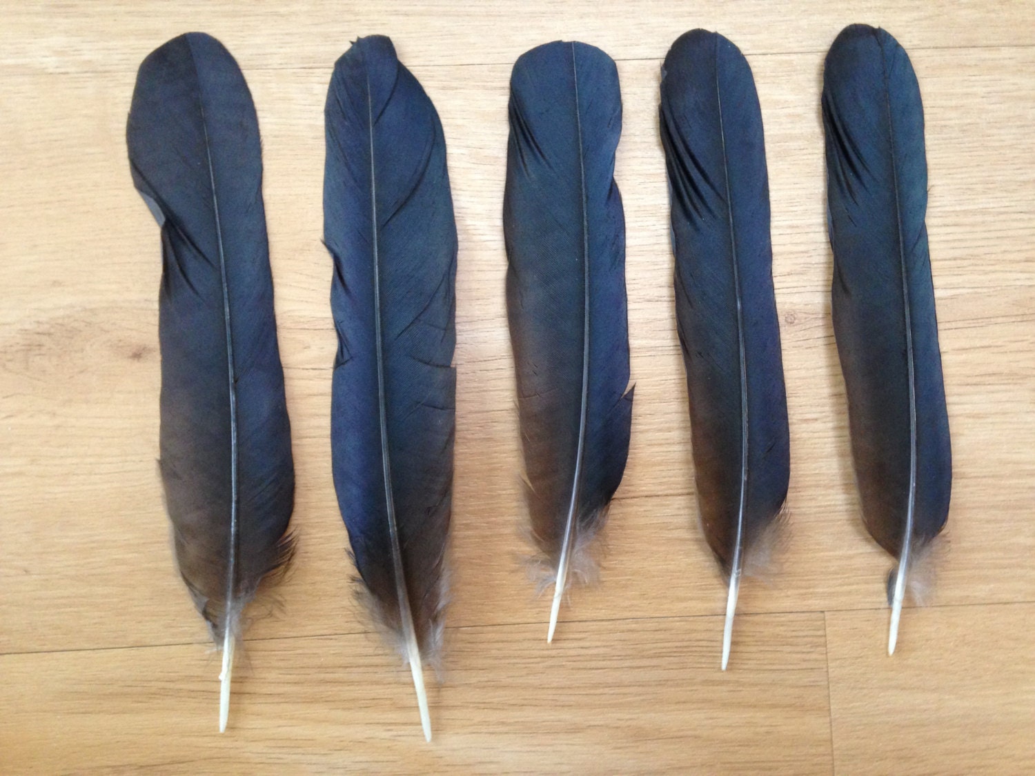 Crow Feathers hooded crow tail feathers real feathers