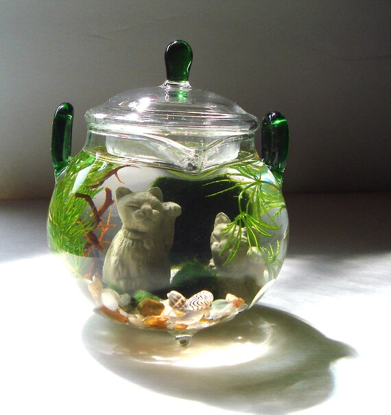 Lucky Cat Green Tea Teapot Marimo Moss Balls Mini