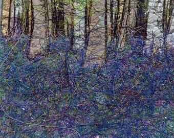 Bluebell wood greeting card