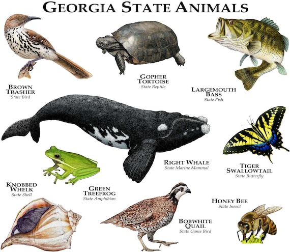 Georgia State Animals Poster Print